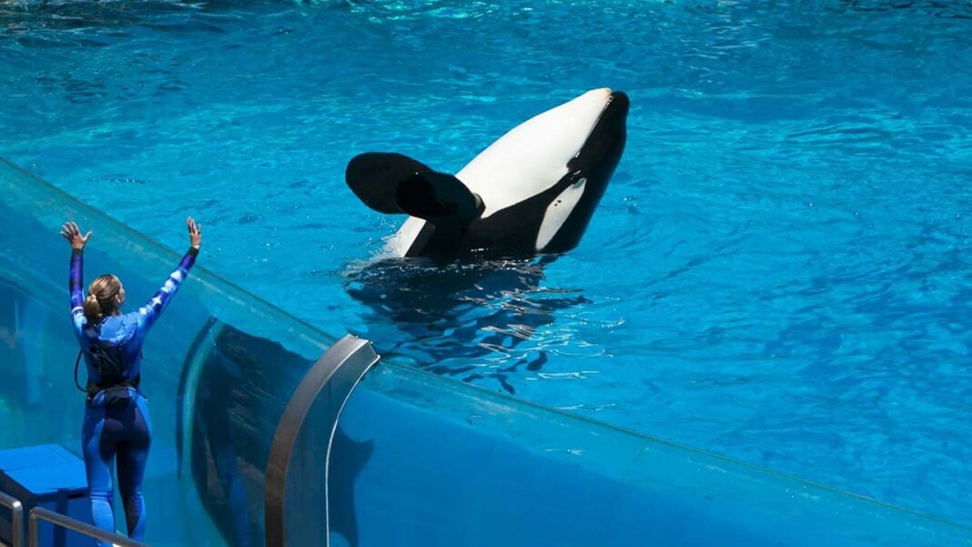 jessica radcliffe orca attack