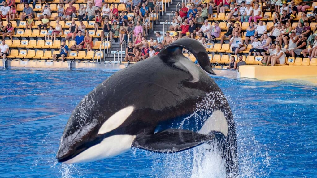 dangers of orca show